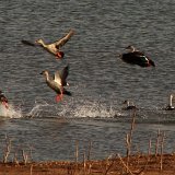 Previous image
